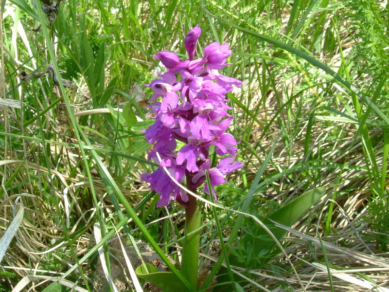 Orchis mascula